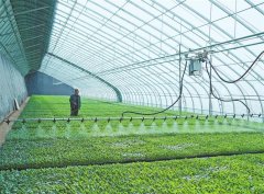 出苗率不变正在98%以